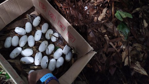 Telur king cobra yang diamankan di Selemadeg Timur, Tabanan, Senin (17/11/2025).