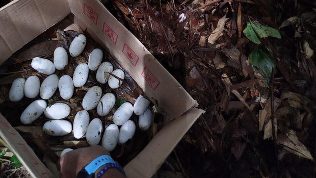 Telur king cobra yang diamankan di Selemadeg Timur, Tabanan, Senin (17/11/2025).
