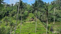 Sawah di Ubud