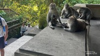 Monyet di Monkey Forest