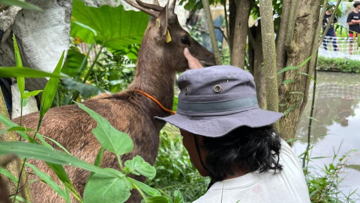 Momen seekor rusa yang viral lantaran lepas dan berkeliaran di jalanan Gamping, Sleman, berhasil ditangkap. Foto diunggah Senin (17/11/2025).