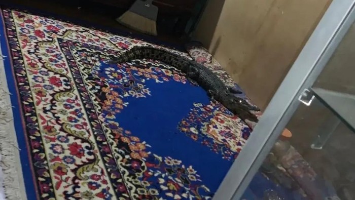 Seekor buaya 1,5 meter masuk rumah warga di Palu lewat saluran drainase. Warga berhasil menangkapnya sebelum petugas tiba.