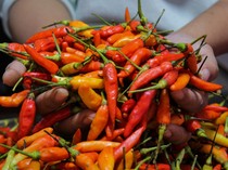 Harga Sembako Jogja Hari Ini 18 November 2025: Cabai Rawit Hijau-Merah Naik!