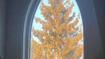 Pohonnya serasi dan muat dibingkai jendela. Foto: via 121Clicks