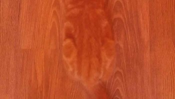 Kucing menyamar sempurna dengan lantai. Foto: via 121Clicks