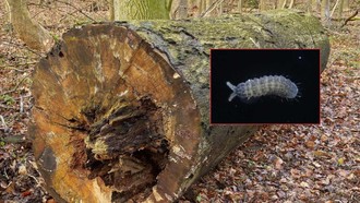 Hewan Bermata Enam Jadi Spesies Baru yang Ditemukan di Jepang