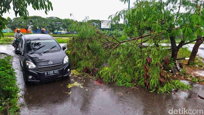Sebuah pohon berukuran besar tumbang dan menutup sebagian badan jalan di pintu masuk Harapan Indah, tepat di dekat jalur Banjir Kanal Timur (BKT) yang menjadi batas antara Jakarta Utara dan Bekasi, Selasa (18/11/2025). Kejadian itu terjadi setelah kawasan tersebut diguyur hujan deras disertai angin kencang sejak siang hingga sore hari.