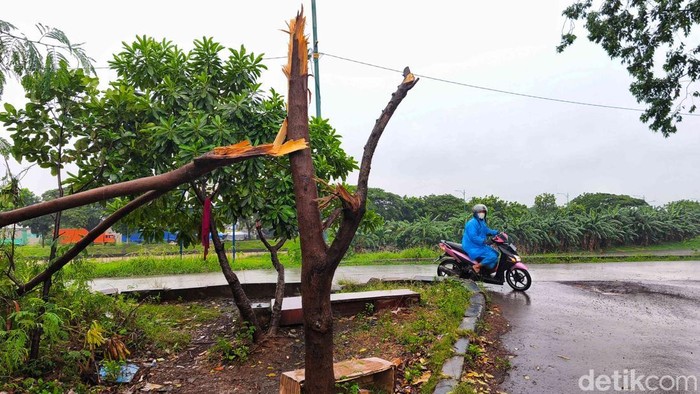 Sebuah pohon berukuran besar tumbang dan menutup sebagian badan jalan di pintu masuk Harapan Indah, tepat di dekat jalur Banjir Kanal Timur (BKT) yang menjadi batas antara Jakarta Utara dan Bekasi, Selasa (18/11/2025). Kejadian itu terjadi setelah kawasan tersebut diguyur hujan deras disertai angin kencang sejak siang hingga sore hari.