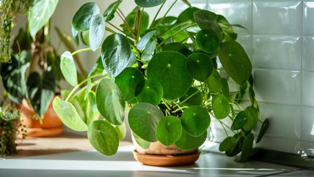 Closeup of trendy Pilea peperomioides houseplant in terracotta pot at sunlight at kitchen home. Chinese money plant. Indoor gardening, hobby concept