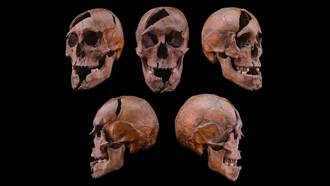 Ilmuwan Ungkap Pembunuhan Brutal Adipati 750 Tahun Silam