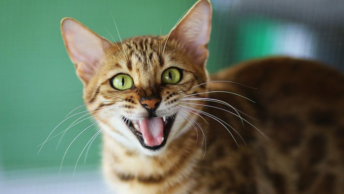 Cara Mengatasi Kucing Birahi Tanpa Dikawinkan agar Tidak Berisik