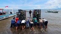 Laut Banyuwangi Punya Hunian Baru, 35 Apartemen Ikan Resmi Ditenggelamkan