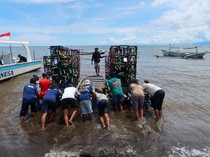 Laut Banyuwangi Punya Hunian Baru, 35 Apartemen Ikan Resmi Ditenggelamkan