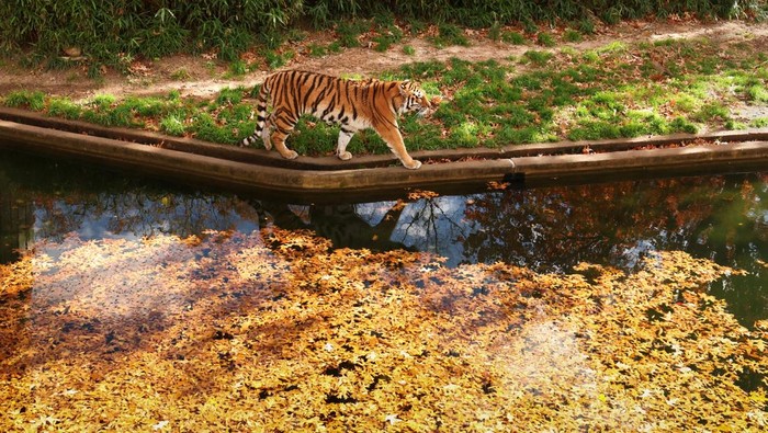A tiger is reflected in the water at its enclosure at the National Zoo as Smithsonian facilities continue reopening following the longest government shutdown in U.S. history, in Washington, D.C., U.S., November 17, 2025. REUTERS/Kevin Lamarque     TPX IMAGES OF THE DAY