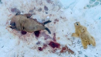 Foto karya fotografer Norwegia Pål Hermansen, Polar Meal, memenangkan kategori Mamalia dalam kompetisi Fotografer Alam Terbaik Tahun Ini. Foto yang memukau dan menggugah ini menampilkan seekor beruang kutub dan mangsanya yang besar, seekor walrus. Foto: Nature Photographer of the Year