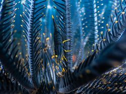 Karya Magis Pemenang Nature Photographer 2025 Bikin Takjub & Terpana