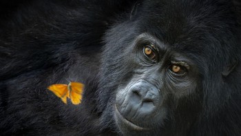 Potret gorila karya fotografer Amerika Mary Schrader menangkap primata raksasa itu tengah mengamati kupu-kupu di tengah penerbangan dengan tenang dan cermat, menunjukkan hewan kuat itu dengan cara yang tidak biasa dan intim. Foto: Nature Photographer of the Year