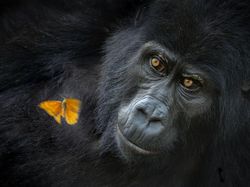 Karya Magis Pemenang Nature Photographer 2025 Bikin Takjub & Terpana