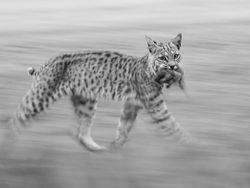 Karya Magis Pemenang Nature Photographer 2025 Bikin Takjub & Terpana