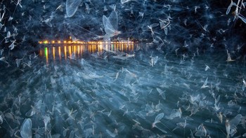 Tentara Biru oleh Imre Potyó Foto: Nature Photographer of the Year