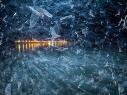 Karya Magis Pemenang Nature Photographer 2025 Bikin Takjub & Terpana