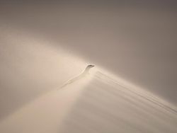 Karya Magis Pemenang Nature Photographer 2025 Bikin Takjub & Terpana