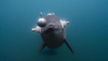 Ekolokasi oleh Lana Tannir Foto: Nature Photographer of the Year