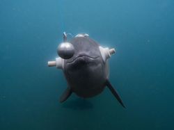 Karya Magis Pemenang Nature Photographer 2025 Bikin Takjub & Terpana