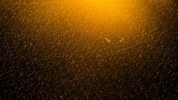 Flock of Gold oleh Alex Pansier Foto: Nature Photographer of the Year