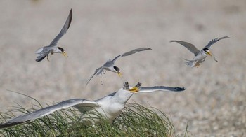 Gone oleh Jan Smit Foto: Nature Photographer of the Year