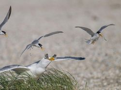 Karya Magis Pemenang Nature Photographer 2025 Bikin Takjub & Terpana
