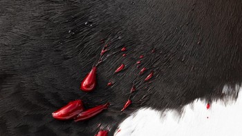 Guillemot yang Terluka oleh Knut Sverre Horn Foto: Nature Photographer of the Year