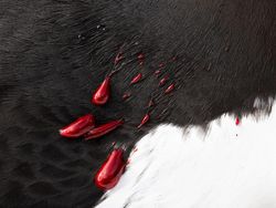 Karya Magis Pemenang Nature Photographer 2025 Bikin Takjub & Terpana