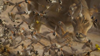 Mata Singa di Balik Burung karya Willem Kruge Foto: Nature Photographer of the Year