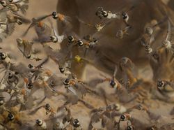 Karya Magis Pemenang Nature Photographer 2025 Bikin Takjub & Terpana