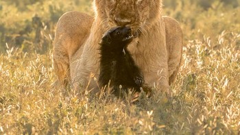 Tanpa Takut Tanpa Ampun oleh Tomasz Szpila Foto: Nature Photographer of the Year