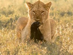 Karya Magis Pemenang Nature Photographer 2025 Bikin Takjub & Terpana