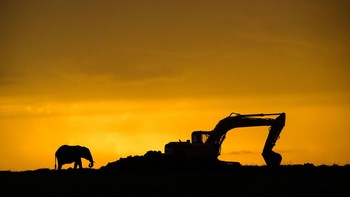 Dua Raksasa karya Richard Peters Foto: Nature Photographer of the Year