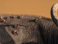 Karya Magis Pemenang Nature Photographer 2025 Bikin Takjub & Terpana