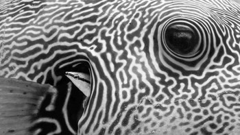 Peekaboo oleh Paul Eijkemans Foto: Nature Photographer of the Year