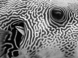 Karya Magis Pemenang Nature Photographer 2025 Bikin Takjub & Terpana