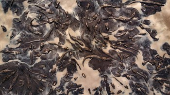 Stranded Survivors karya Octavio Campos Salles Foto: Nature Photographer of the Year