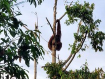 Orang Utan Masuk ke Kebun Warga Kayong Utara Bikin Waswas