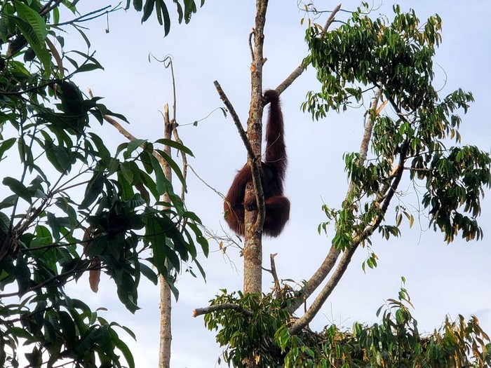 Orang utan muncul di kebun milik warga di Kayong Utara.
