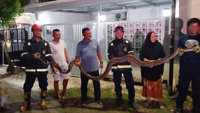 Tim Damkar mengevakuasi ular 5 meter yang masuk rumah warga di Kota Palopo, Sulawesi Selatan (Sulsel).