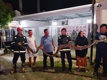 Geger Ular Piton 5 Meter di Palopo Hendak Mangsa Kucing Dalam Rumah