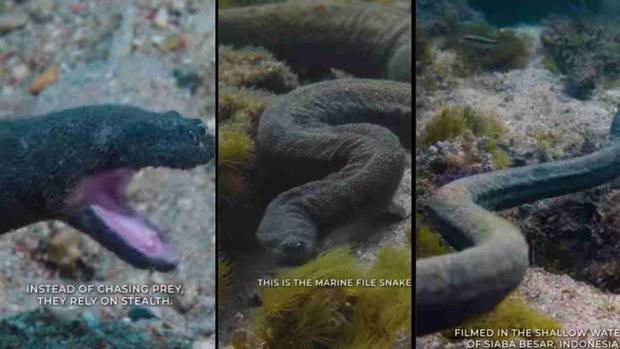 Penampakan ular purba di Pulau Komodo, NTT