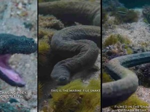 Ular Purba di Dasar Laut Pulau Komodo Ternyata Terekam Database BTNK