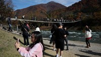 Banyak wisatawan memanfaatkan momen ini untuk berfoto dan menikmati suasana pedesaan Jepang yang tenang. REUTERS/Issei Kato