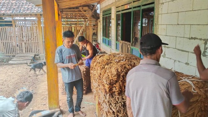 Petani Madiun beralih menanam komidtas tembakau